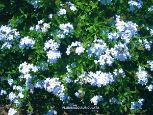 Plumbago auriculata - blossom